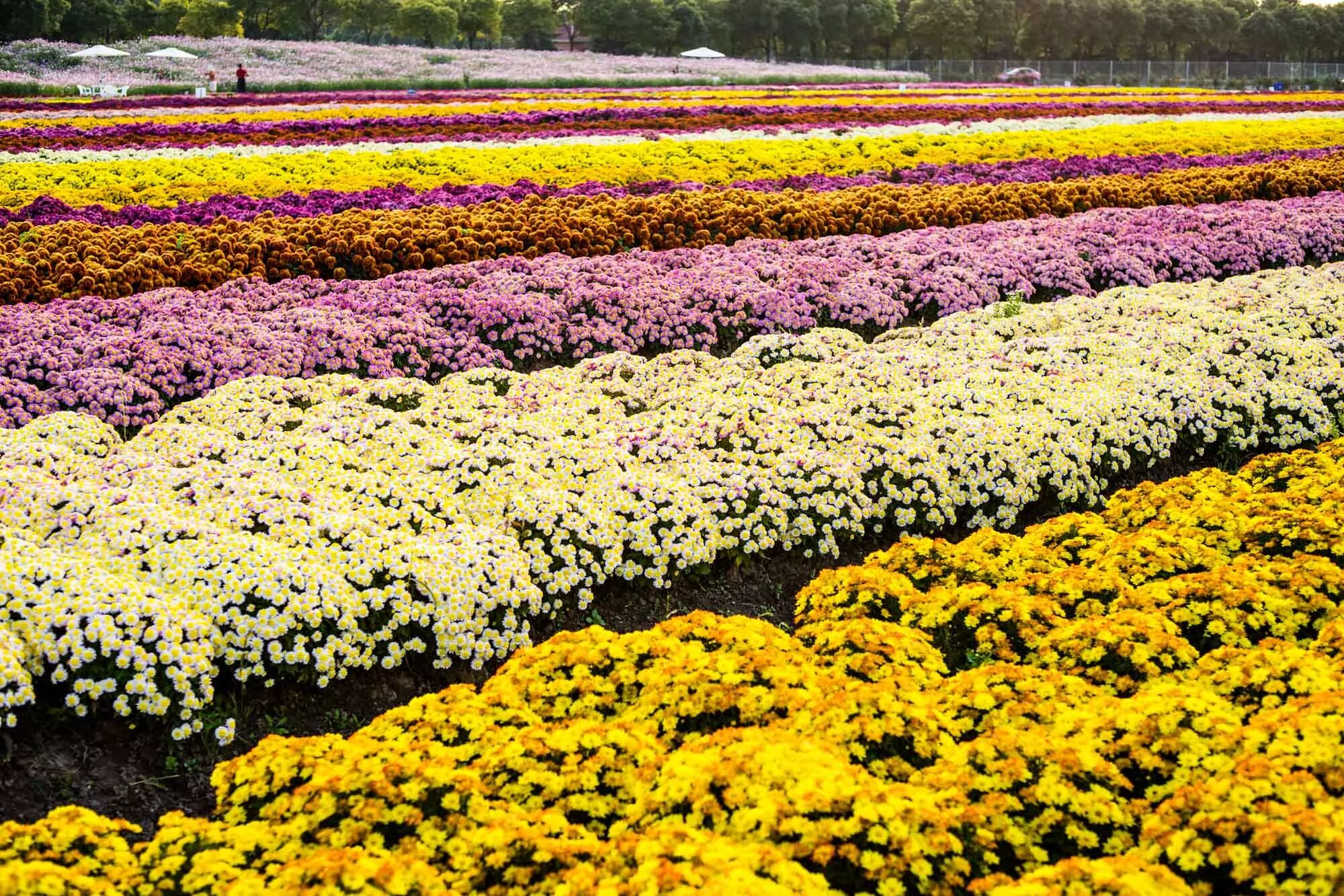 这次的花展总面积250亩,是上海最大的菊花田.