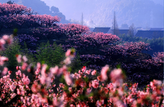 三月的暖风一吹宁波溪口的漫山遍野的桃花便开了