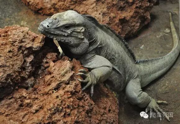 国内外常见蜥蜴和鬣蜥图鉴 自由微信 Freewechat