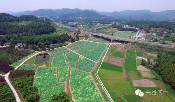 阆中市柏垭镇千亩荷园花开成景,美爆了!
