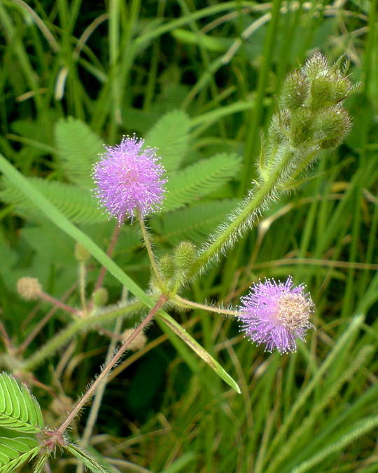 另还有大理白族人民中世世代代传诵着一首谜语诗:虫入凤窝不见鸟