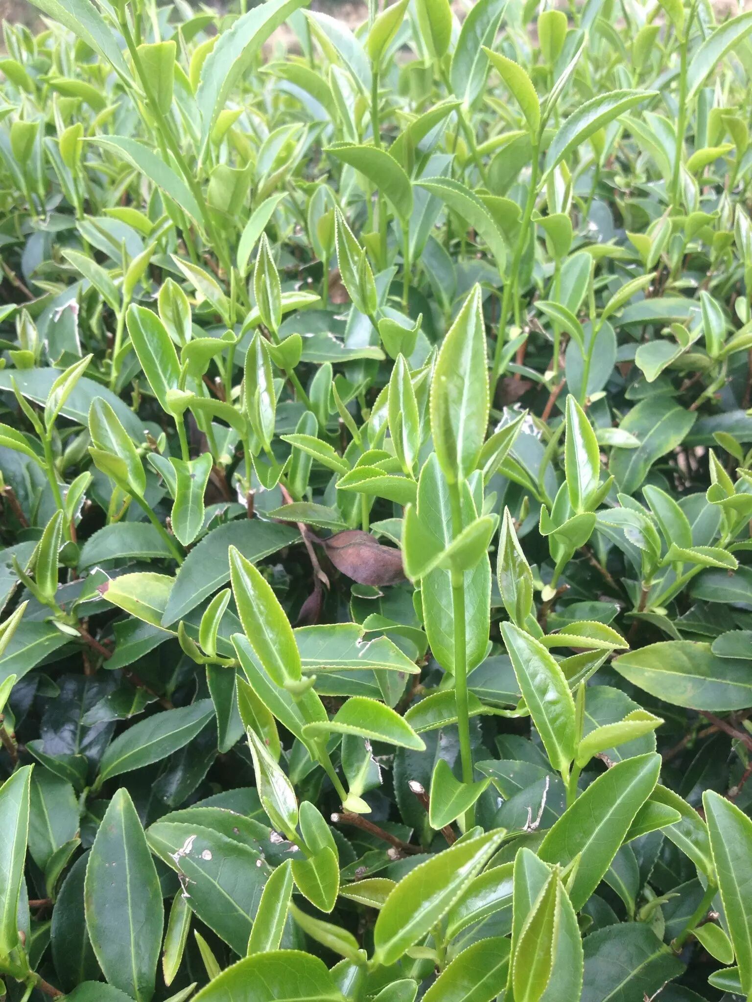 每周一茶矮脚乌龙