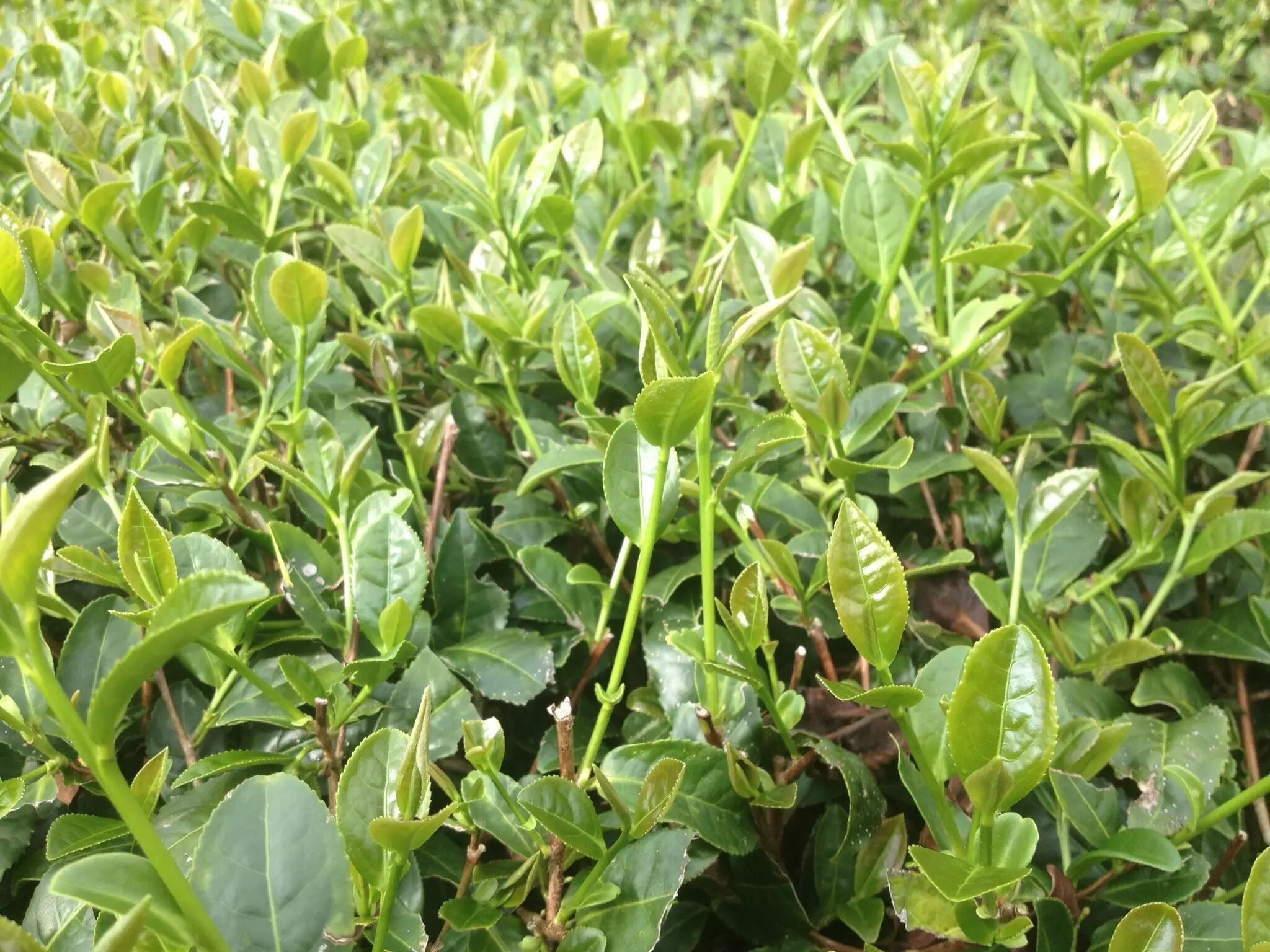 每周一茶矮脚乌龙