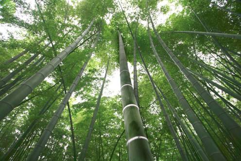 参天竹子