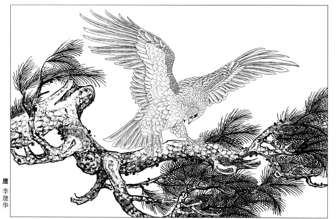 资源分享白描老鹰