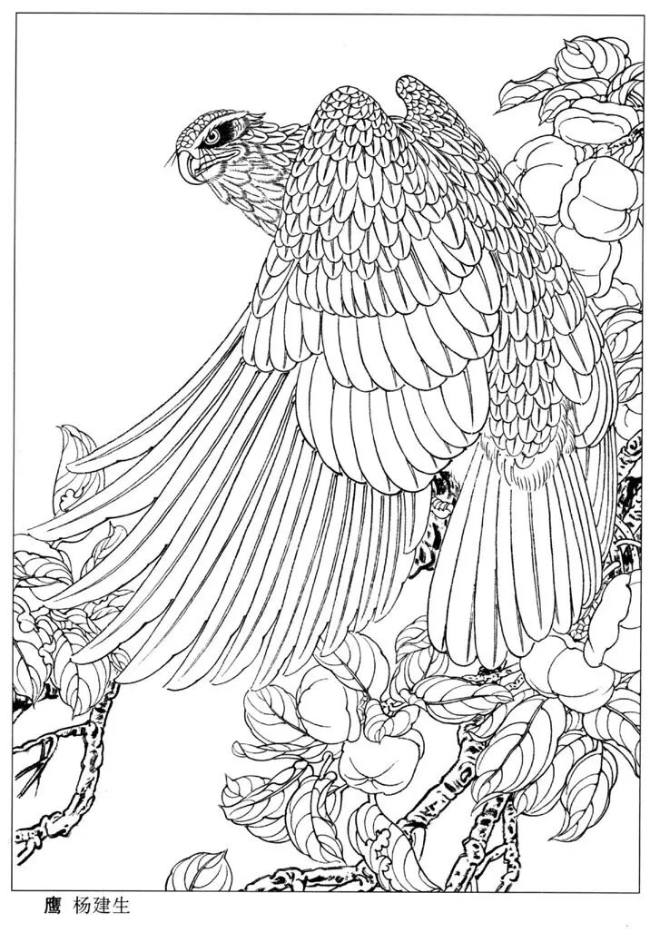 资源分享白描老鹰