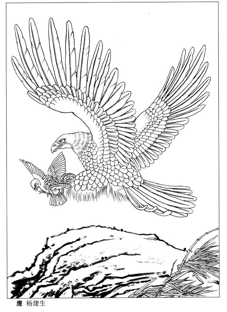 资源分享白描老鹰