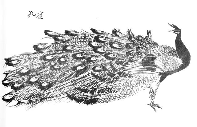 孙其峰花鸟画谱孔雀的画法