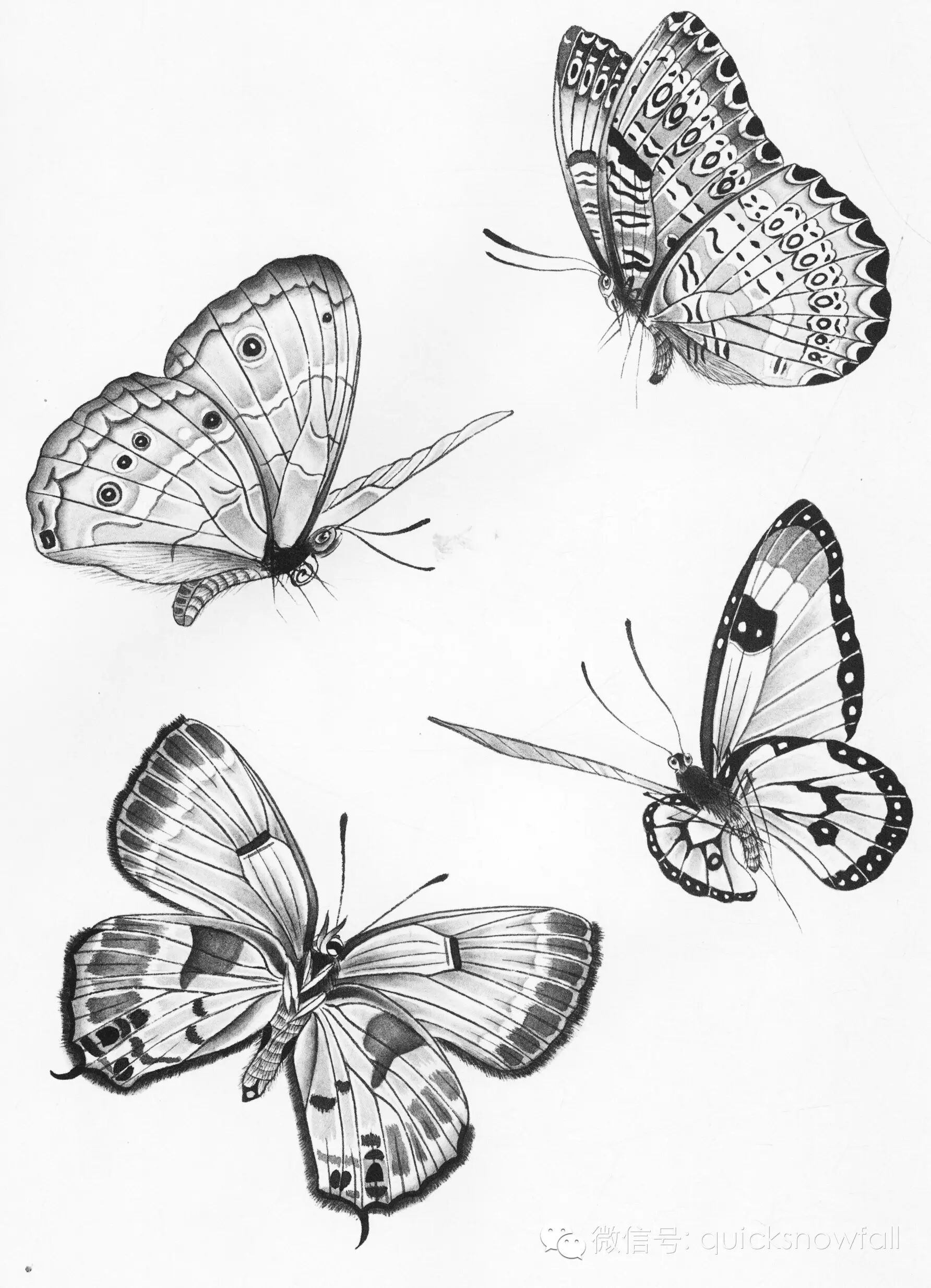 国画基础教程工笔蝴蝶画法与线描画谱