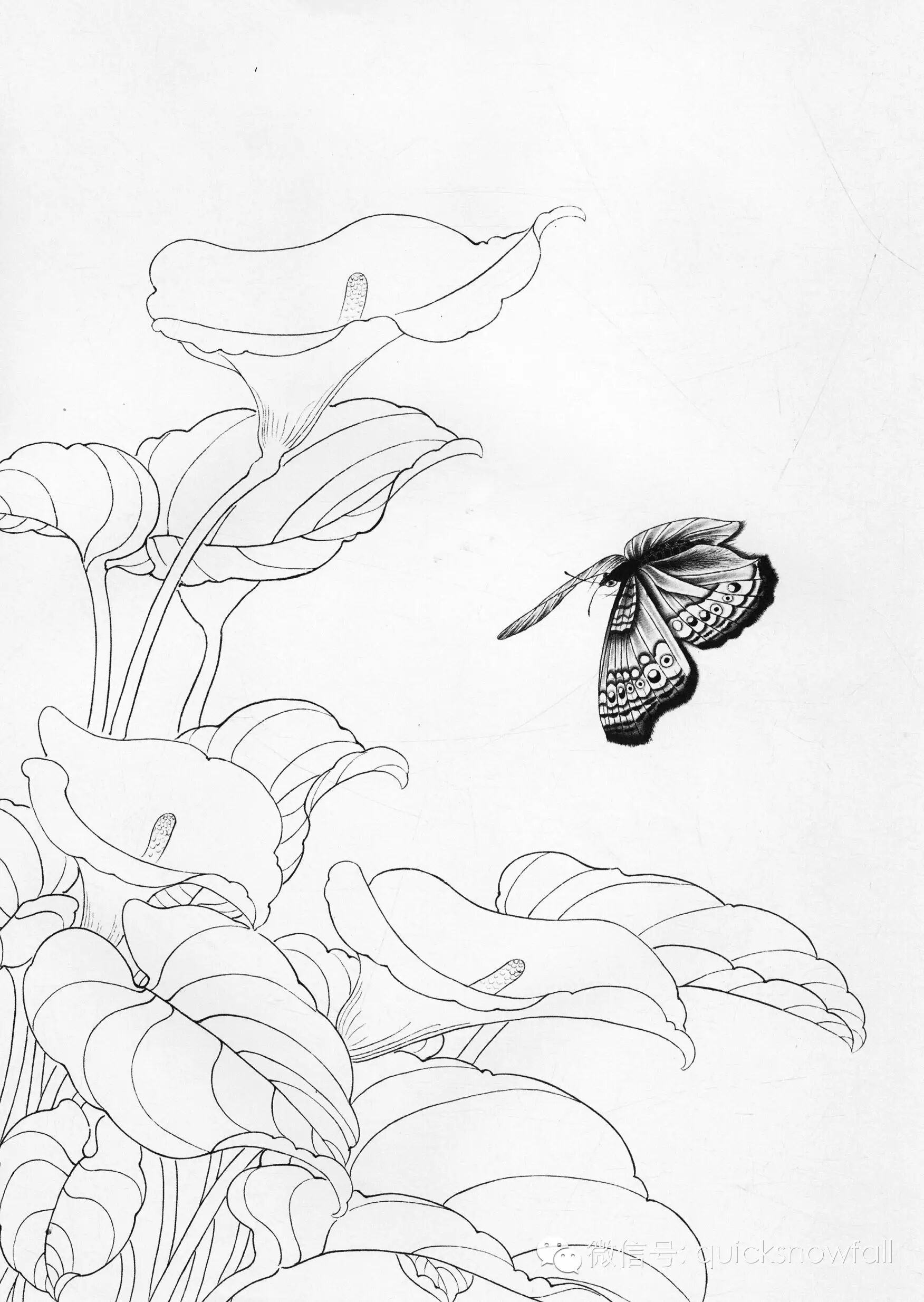 国画基础教程工笔蝴蝶画法与线描画谱