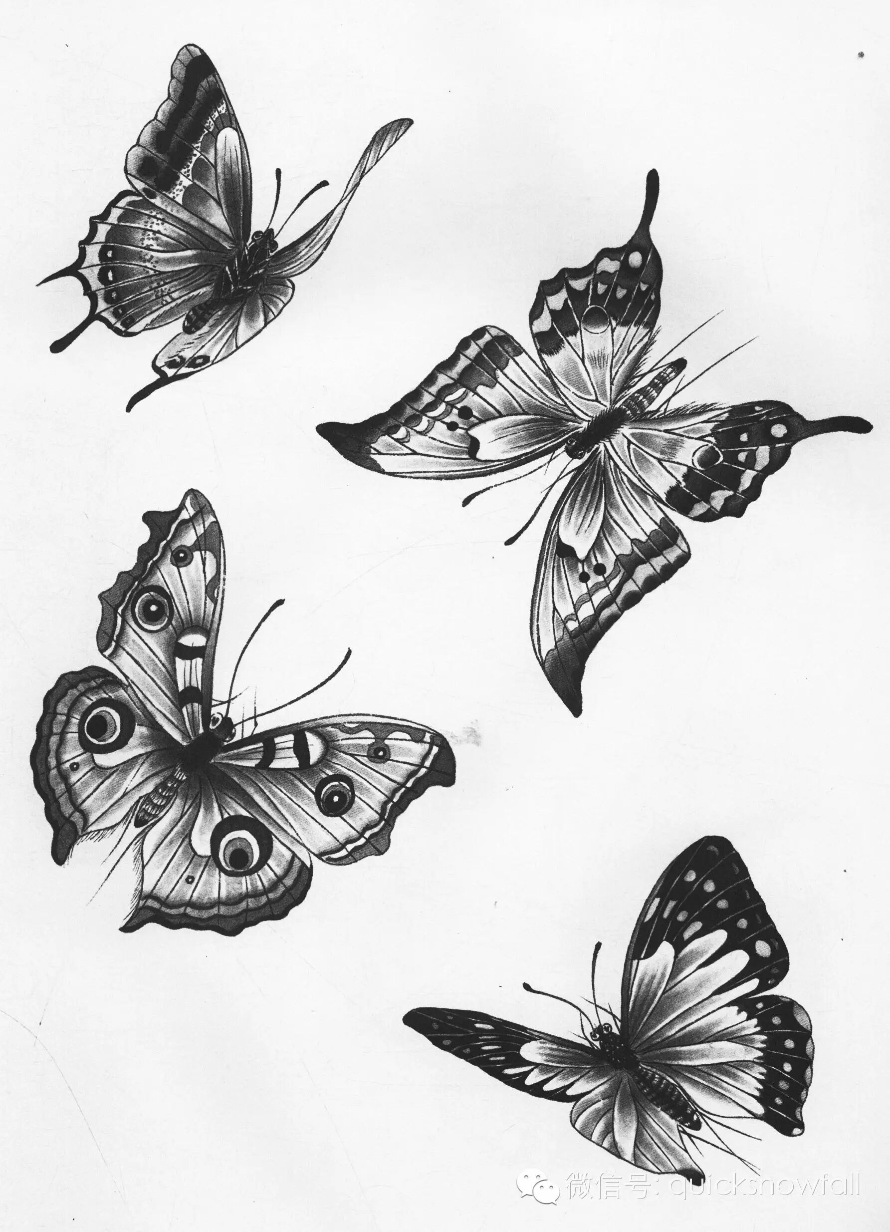 国画基础教程工笔蝴蝶画法与线描画谱