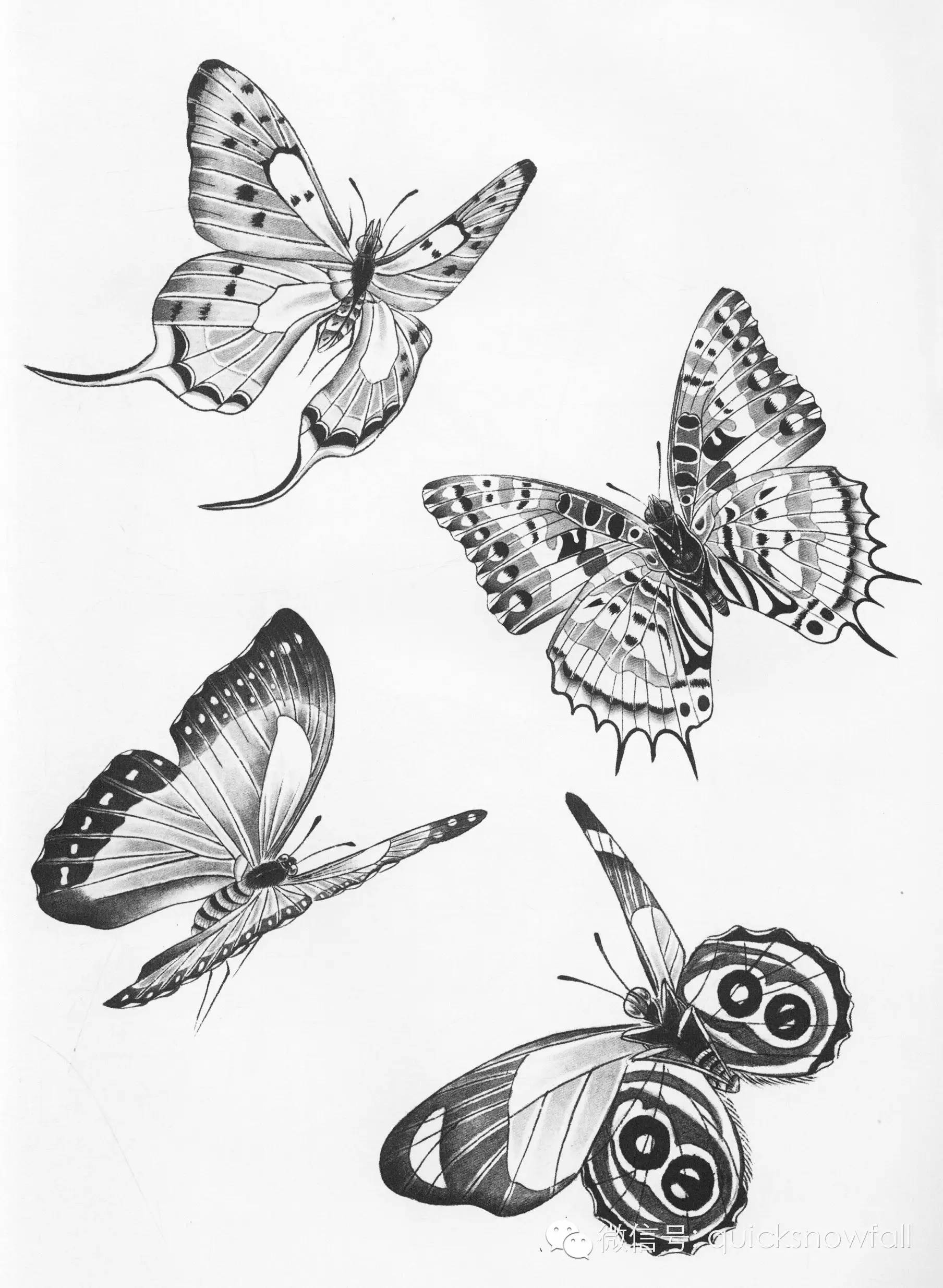 国画基础教程工笔蝴蝶画法与线描画谱