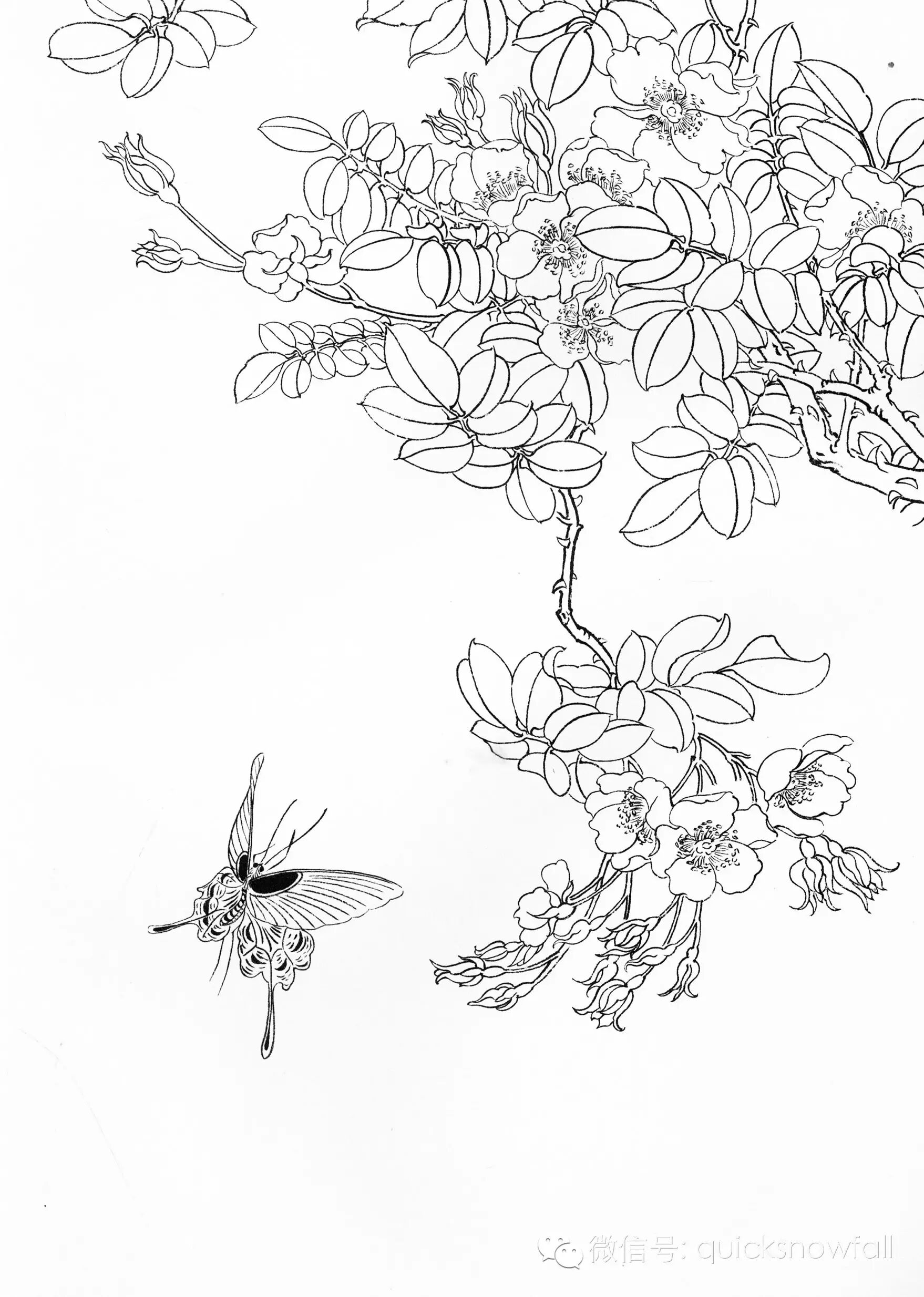 国画基础教程工笔蝴蝶画法与线描画谱