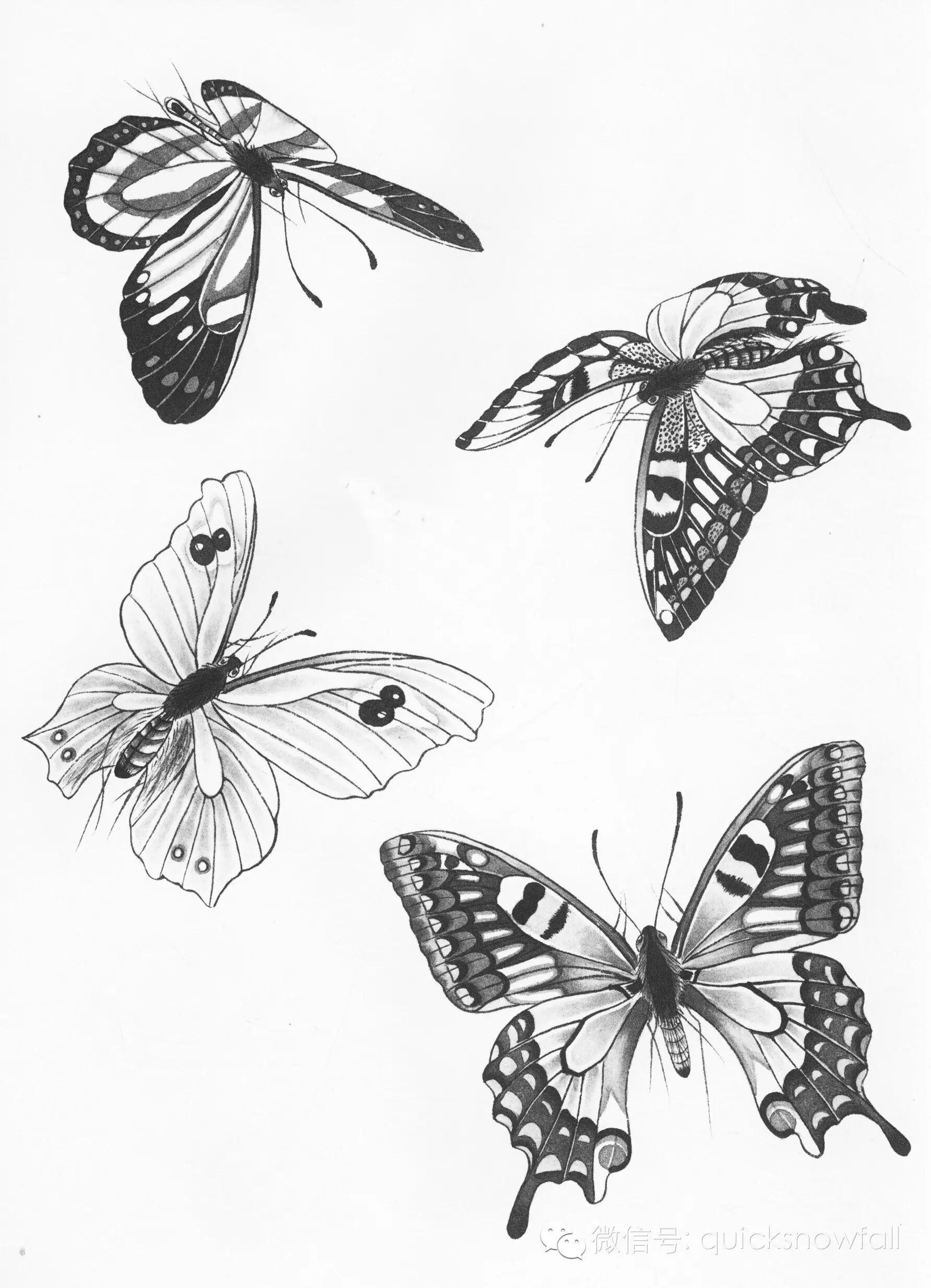 国画基础教程工笔蝴蝶画法与线描画谱