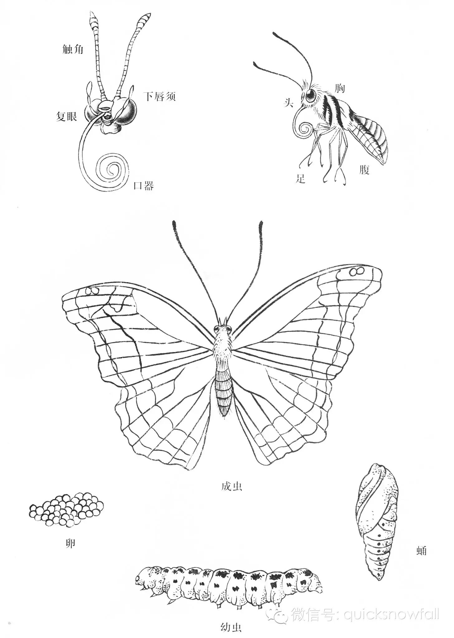 国画基础教程工笔蝴蝶画法与线描画谱