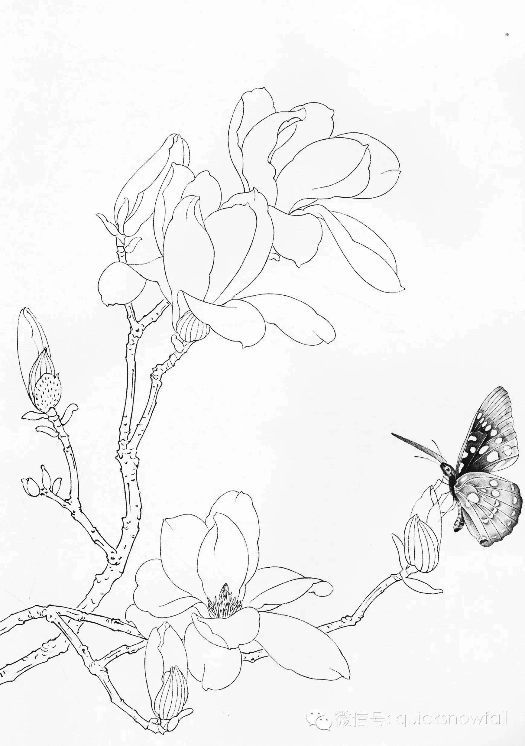 国画基础教程工笔蝴蝶画法与线描画谱