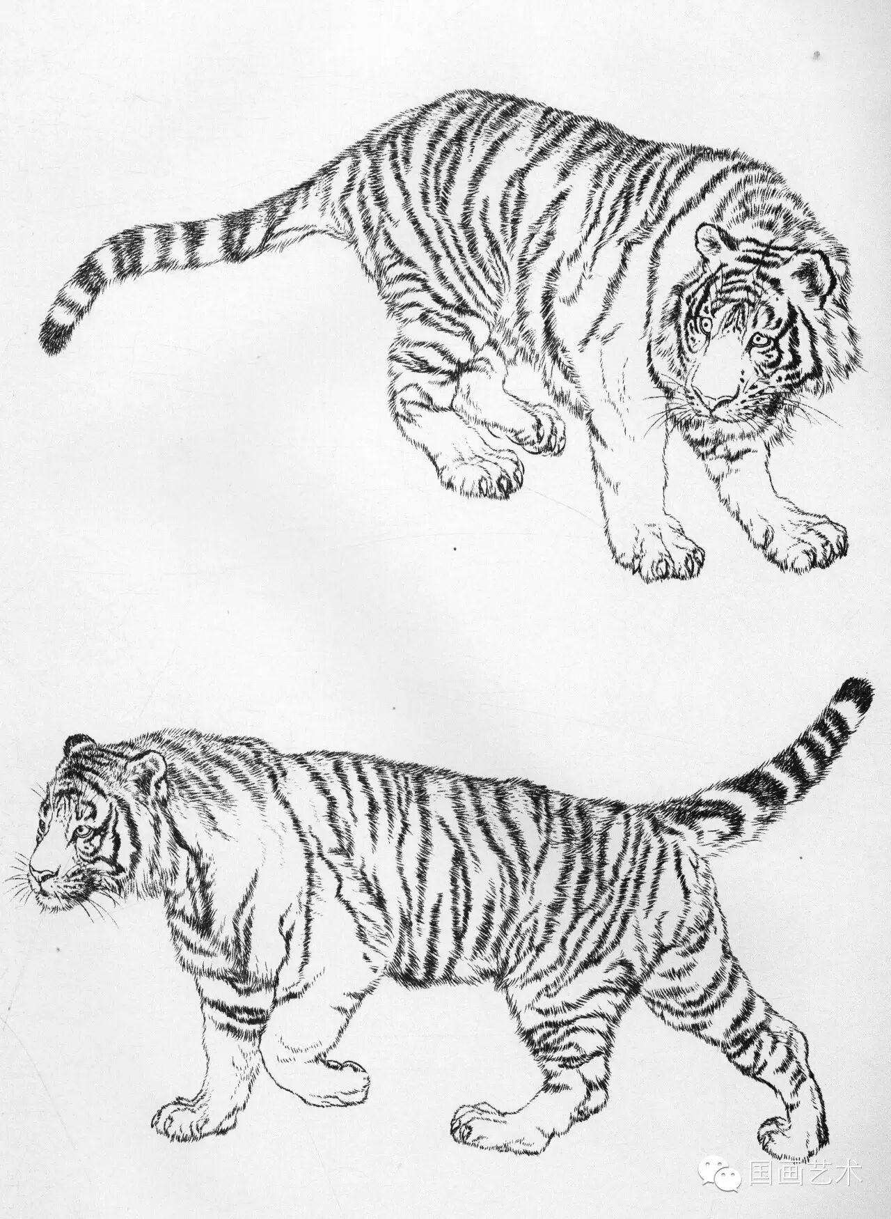 工笔线描老虎画谱步骤五:朱砂染鼻,口,赭黄染眼,藤黄加白染眼反光