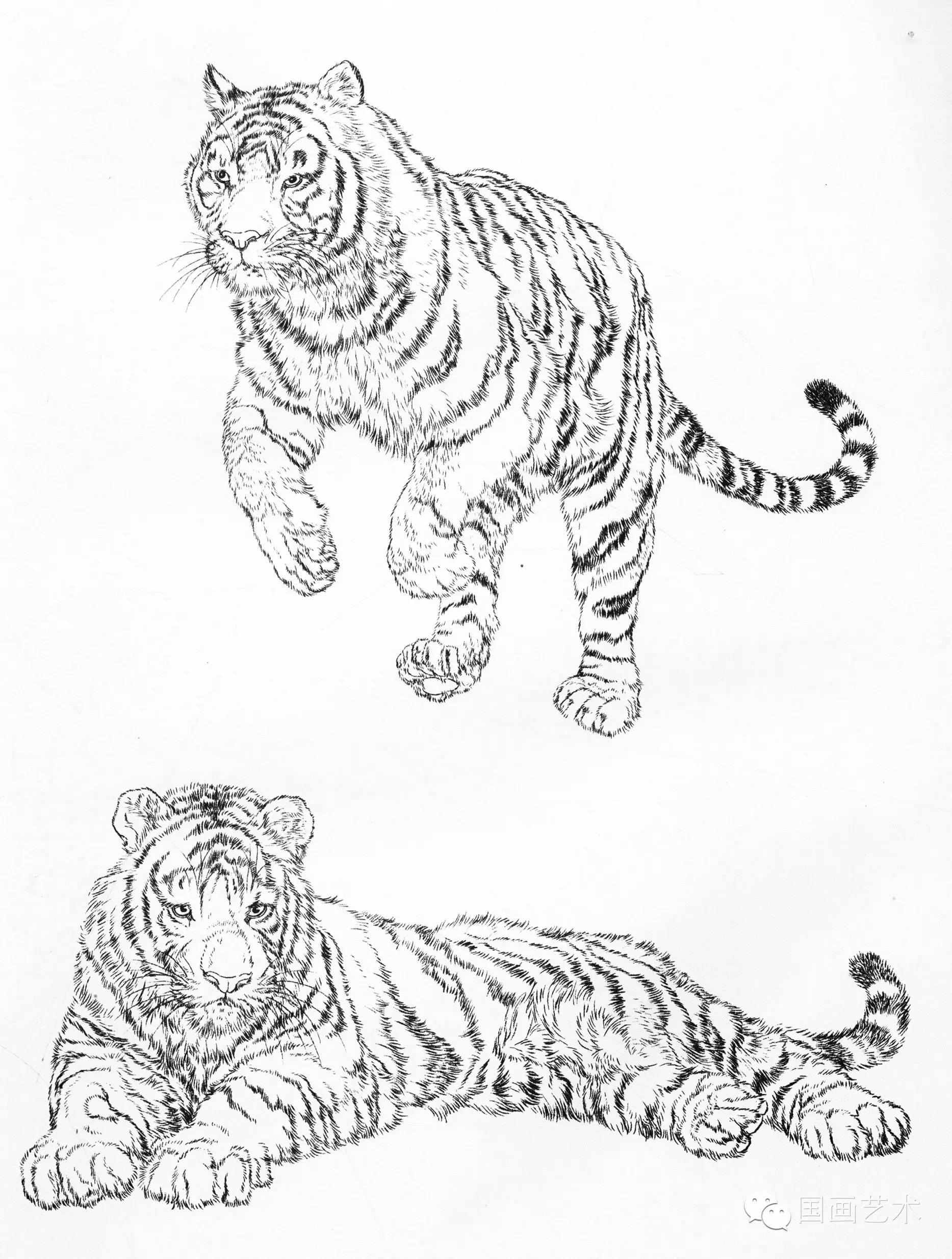 老虎的画法皮毛图片