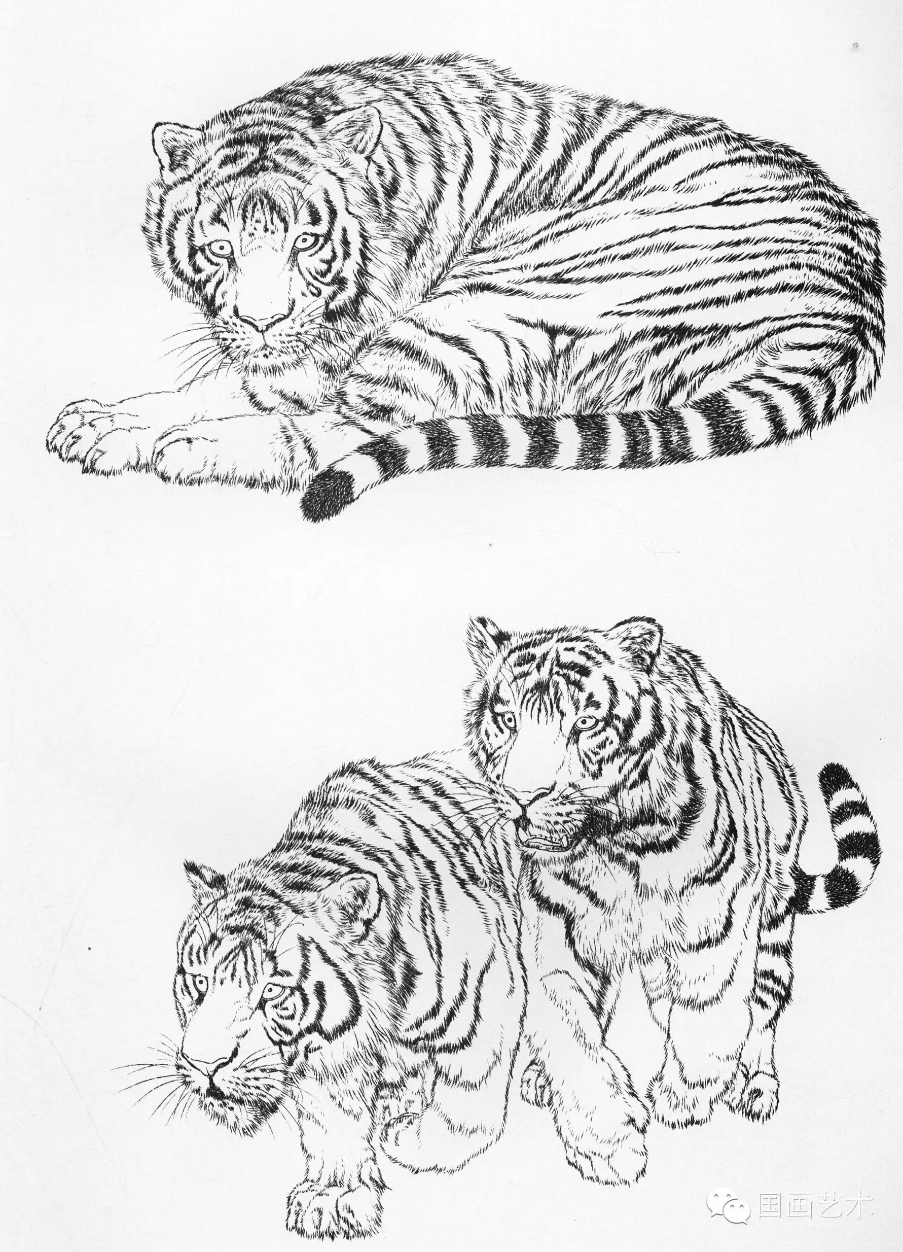 工笔虎技法教程