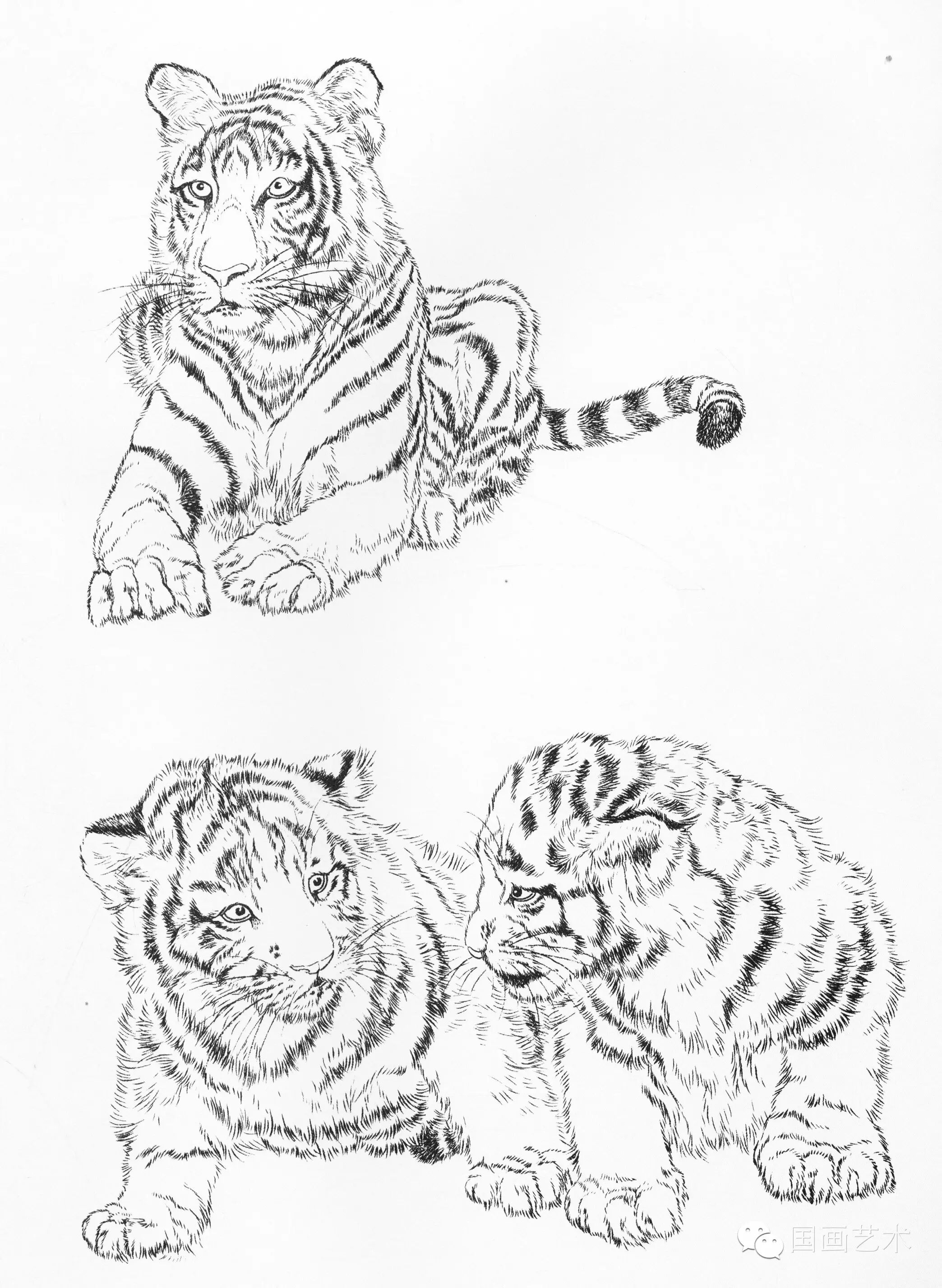 工笔线描老虎画谱步骤五:朱砂染鼻,口,赭黄染眼,藤黄加白染眼反光