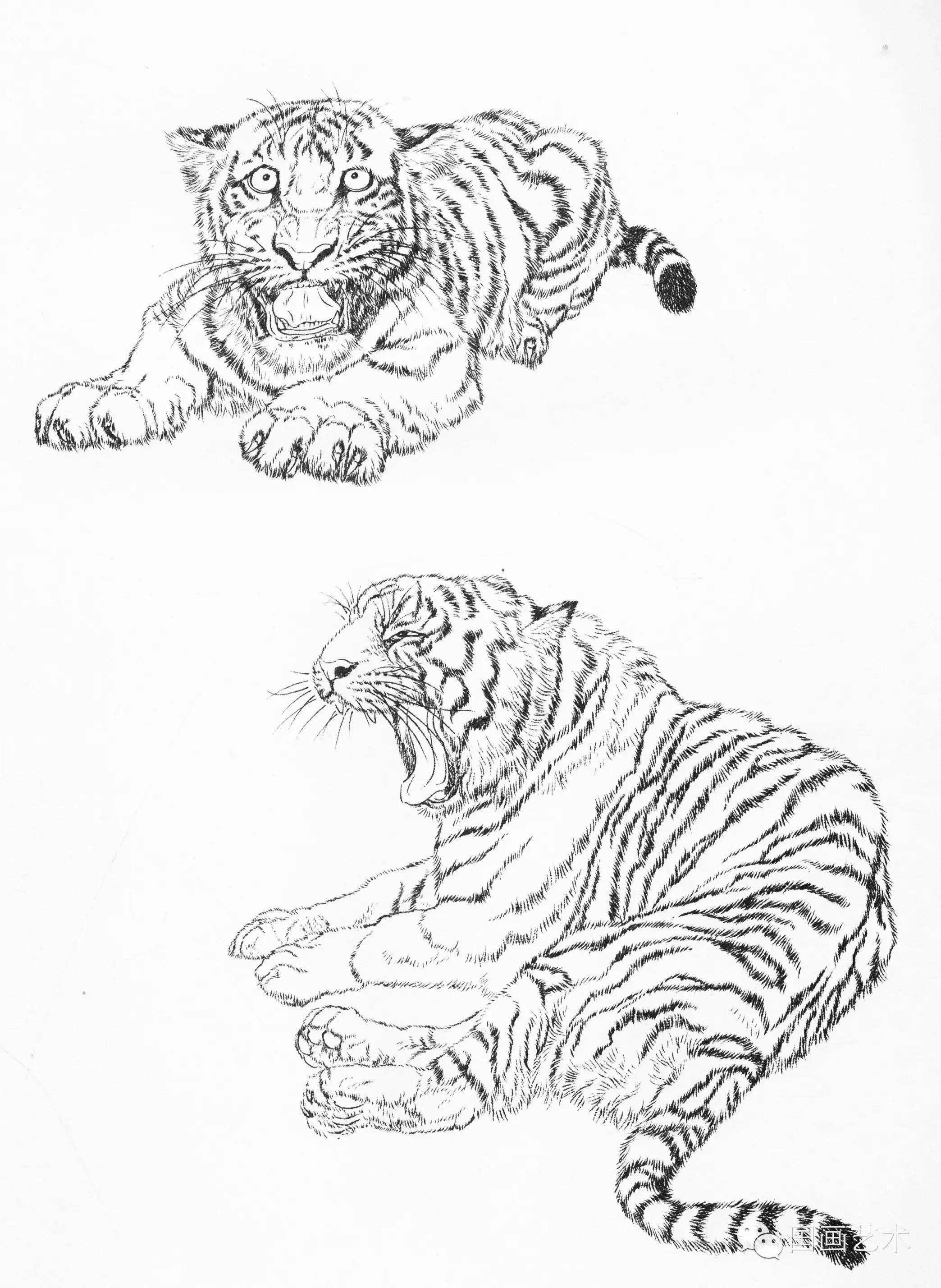 老虎的画法步骤 全身图片