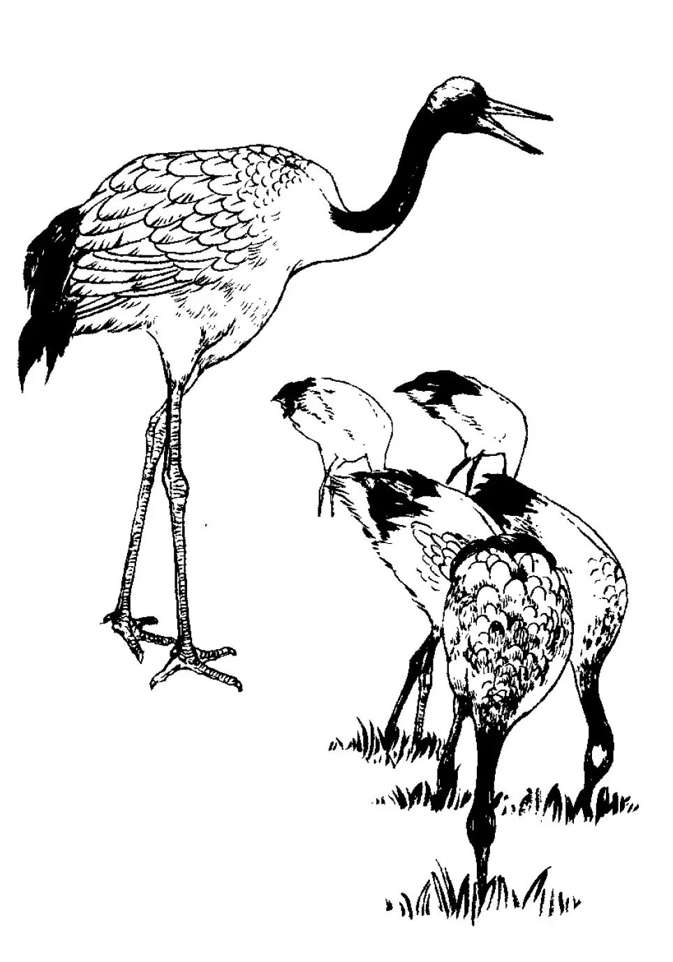 画谱精选白描百鹤谱上