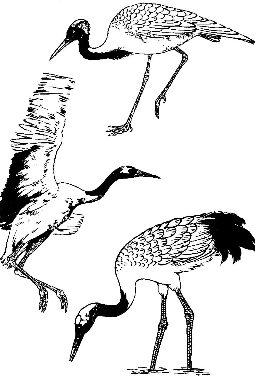 画谱精选白描百鹤谱上