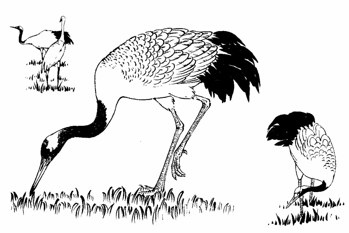 画谱精选白描百鹤谱下