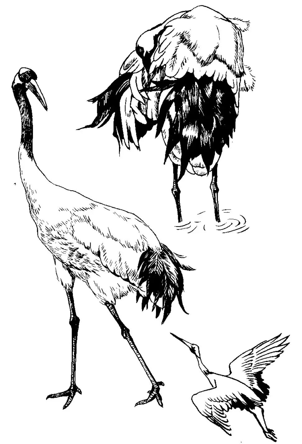 画谱精选白描百鹤谱上