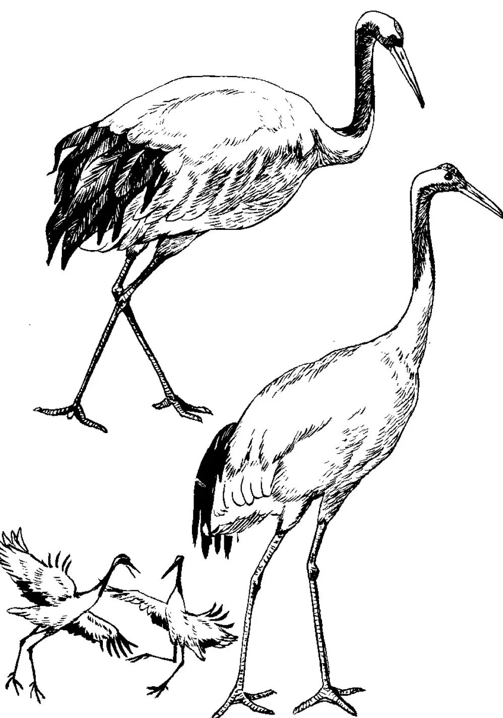 画谱精选白描百鹤谱上