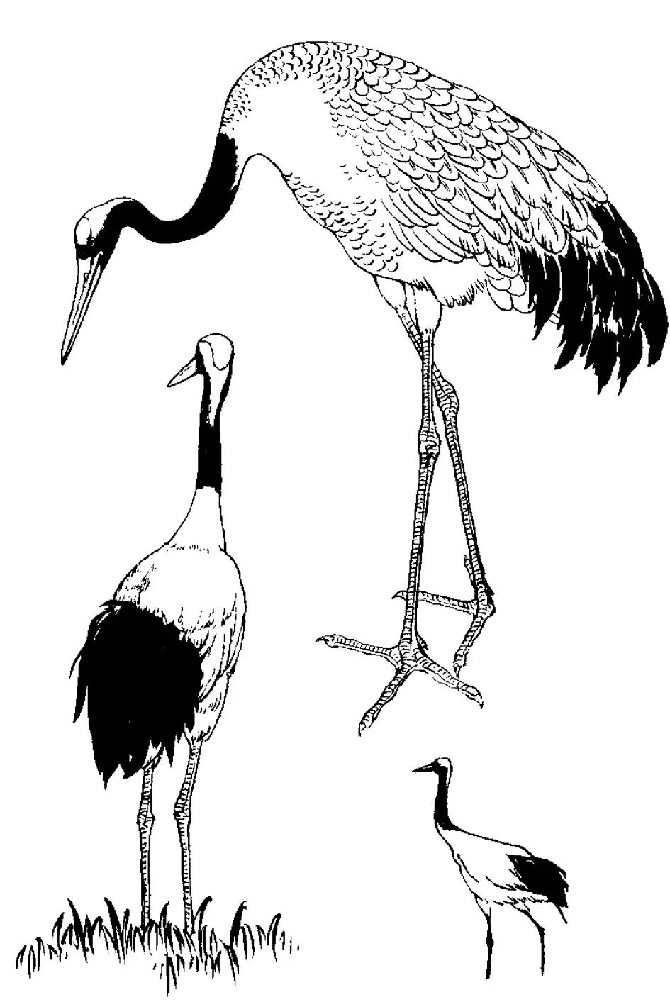 画谱精选白描百鹤谱上