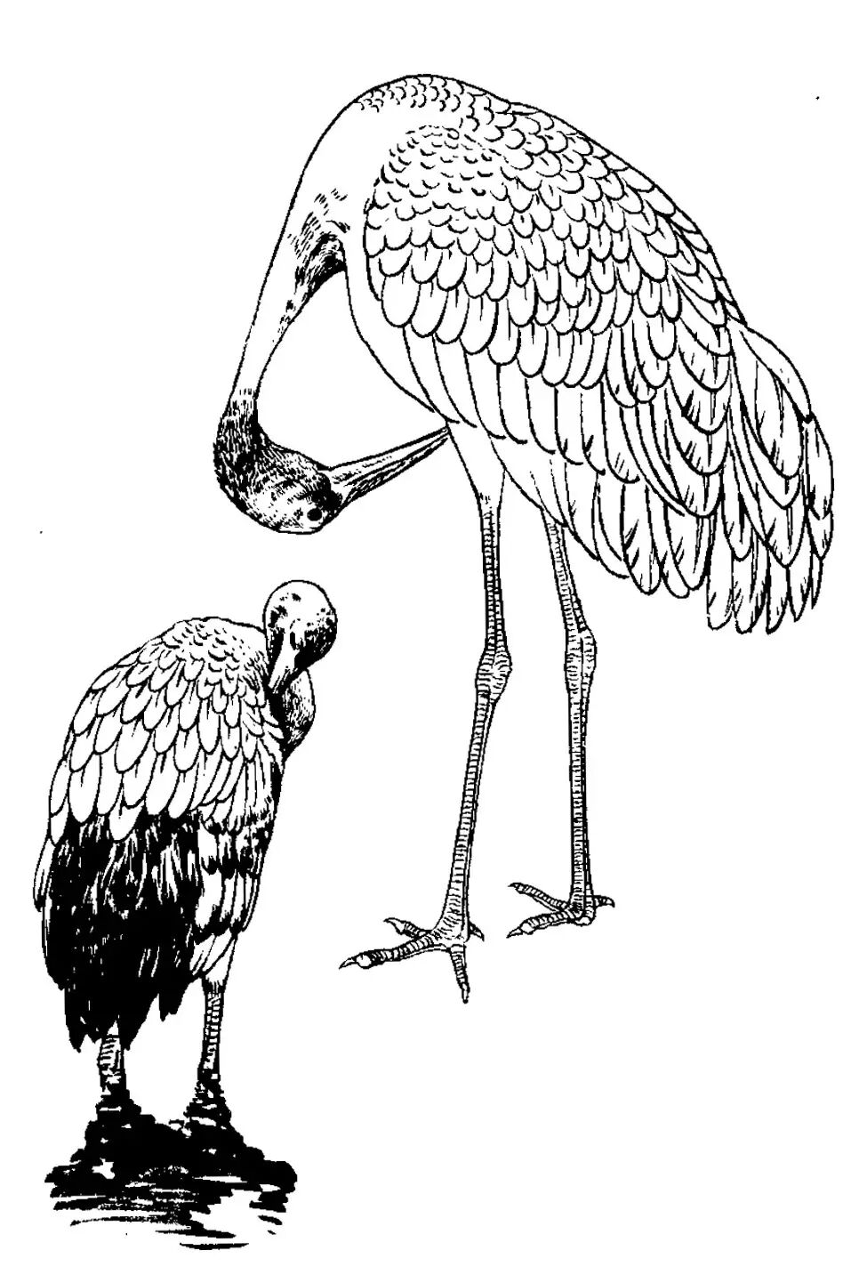 画谱精选白描百鹤谱上