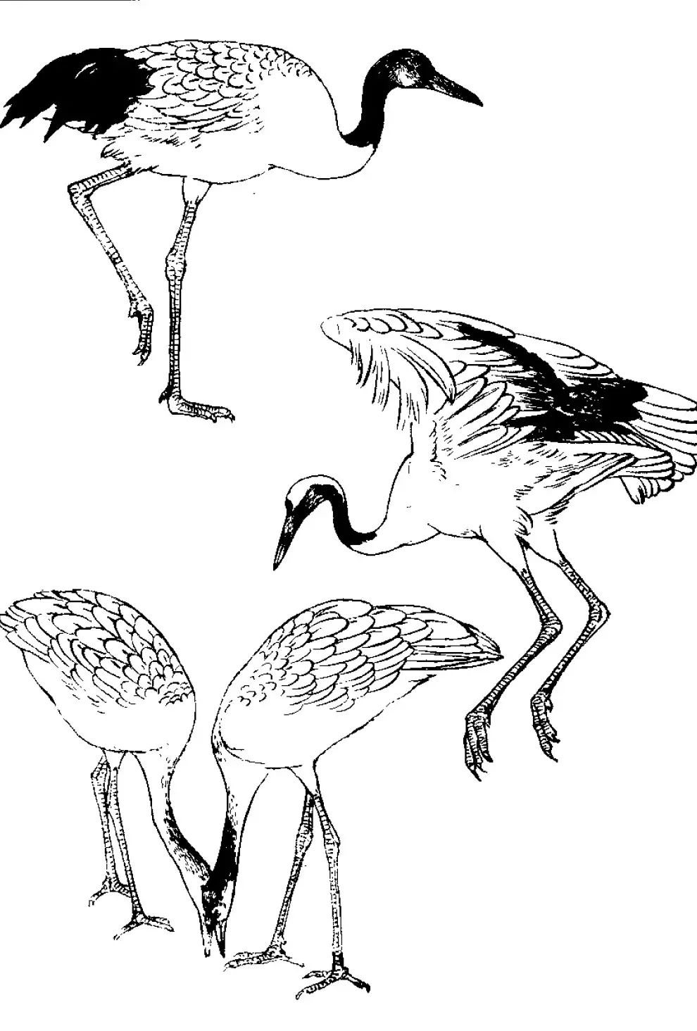 画谱精选白描百鹤谱上