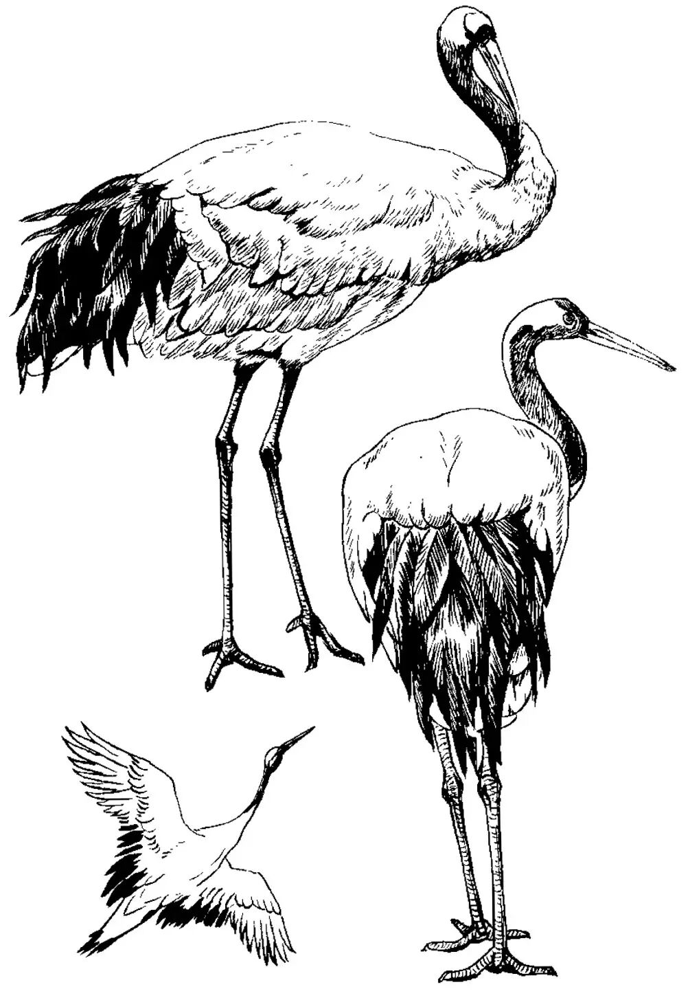 画谱精选白描百鹤谱上