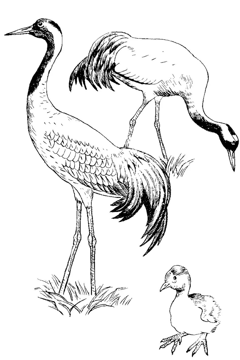 画谱精选白描百鹤谱上