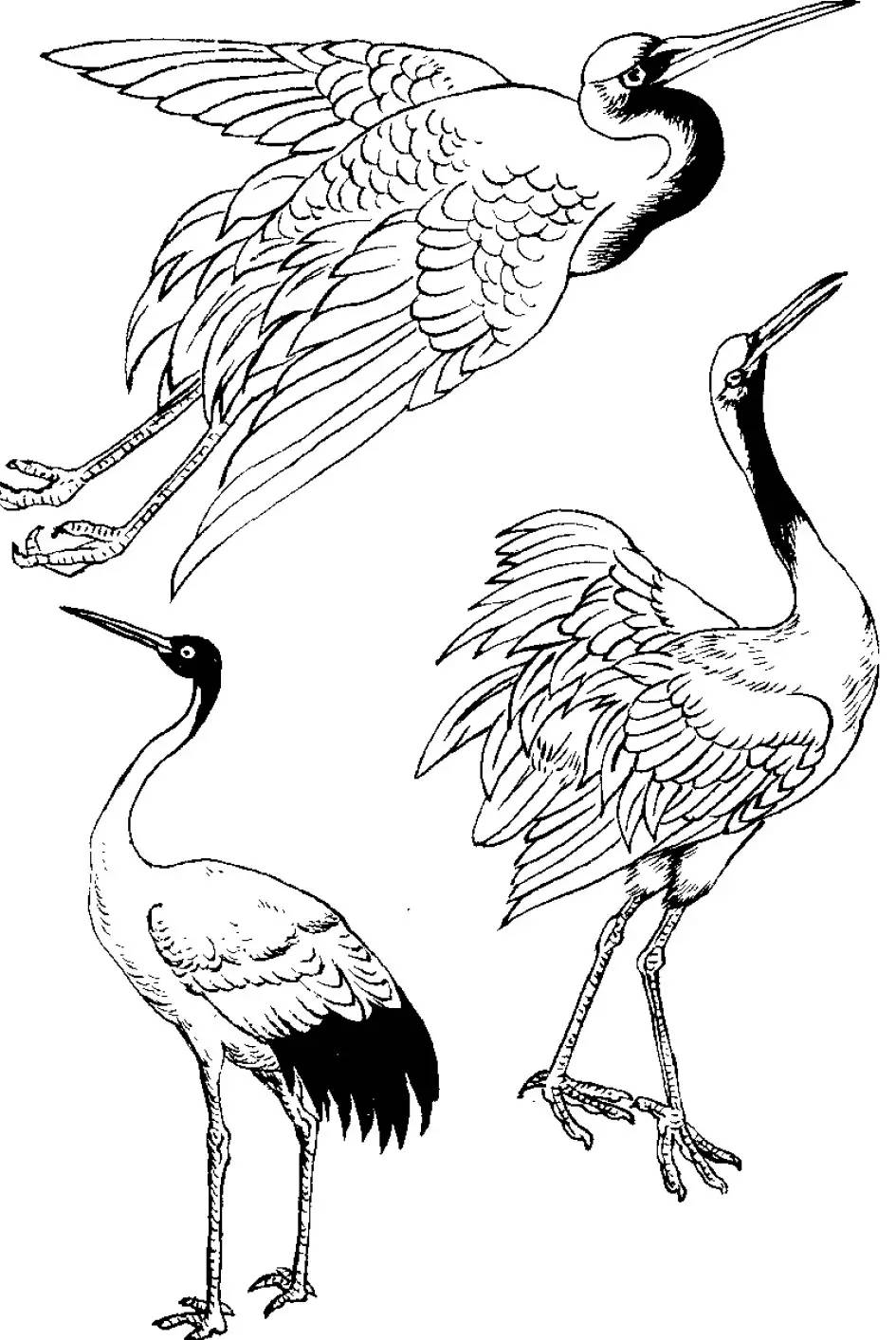 白鹤画法图片