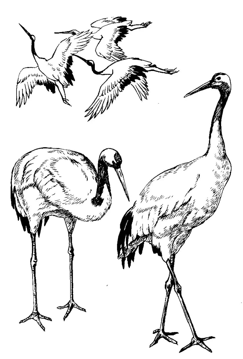 画谱精选白描百鹤谱上