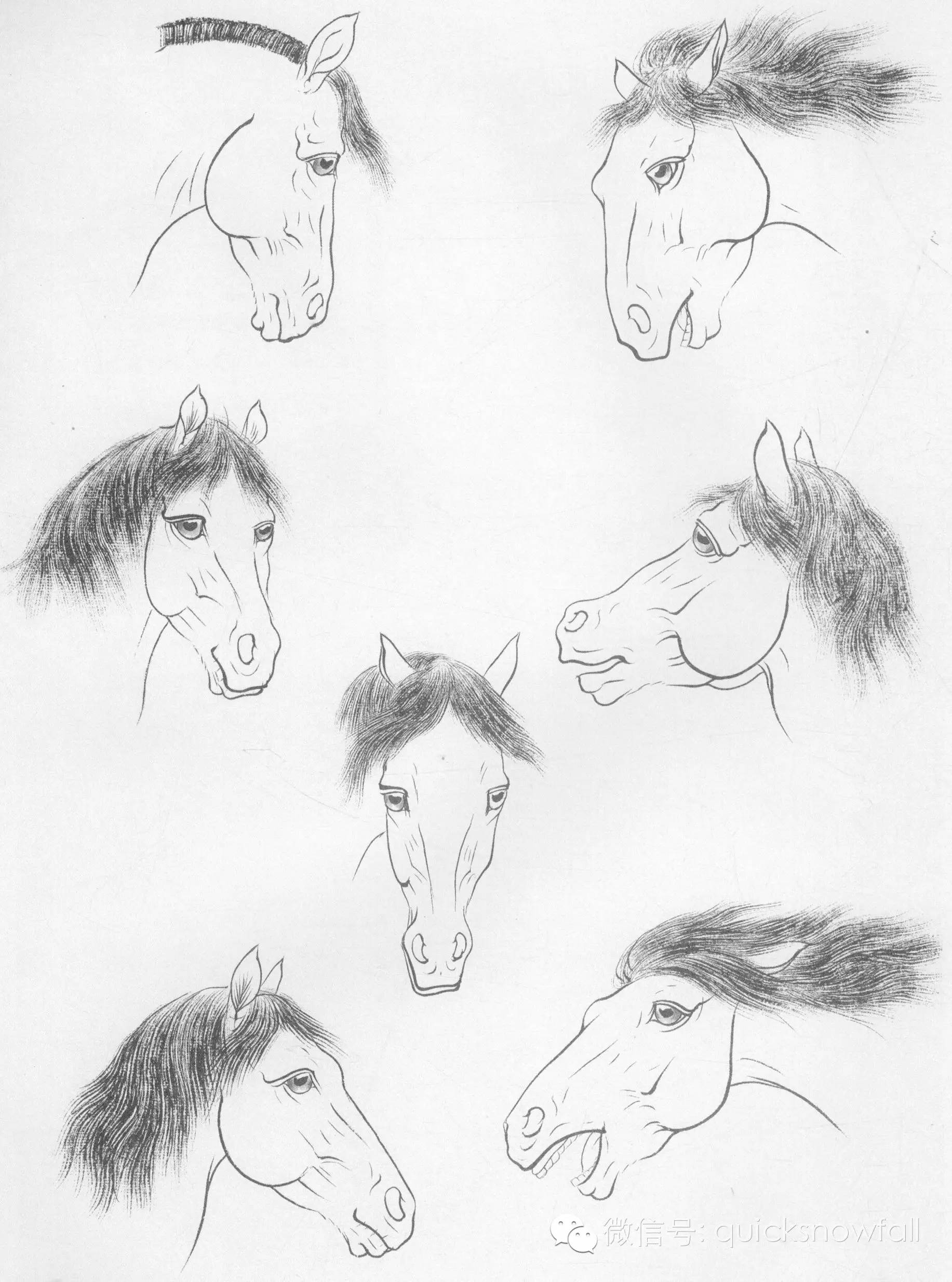 三,工笔画线描动物画谱:骏马篇步骤五:枣红马用调好的颜色罩染,斑马用