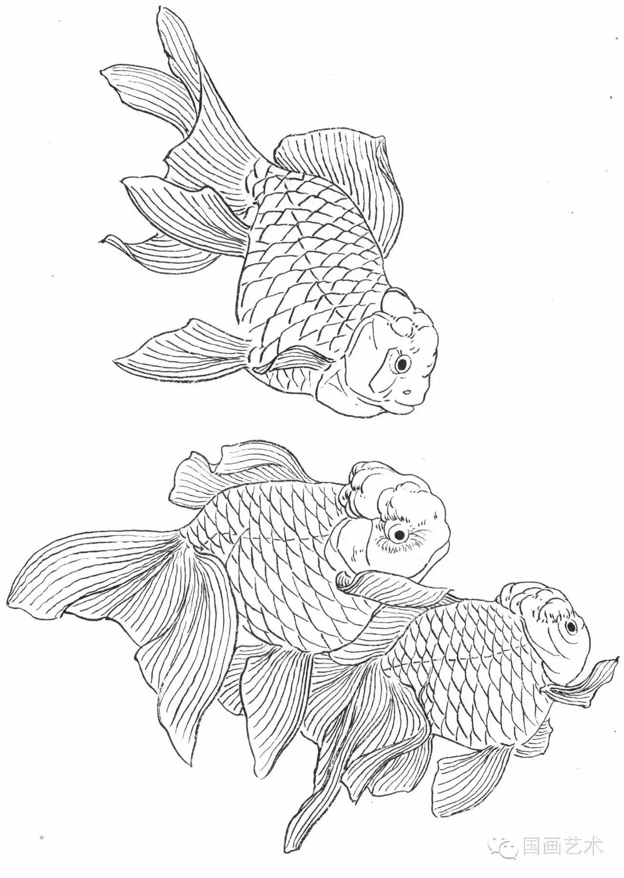 工笔画线描花鸟画谱金鱼篇