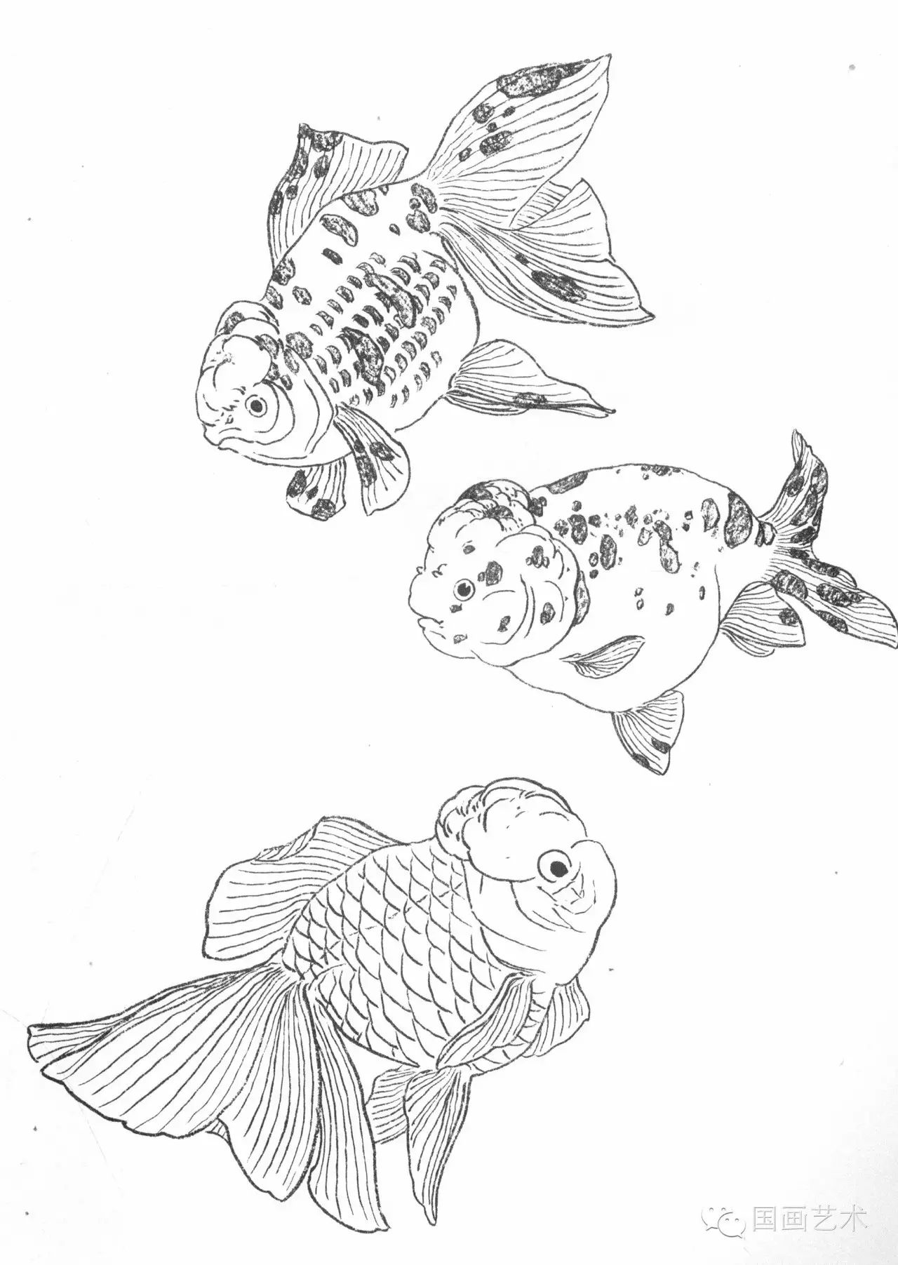工笔画线描花鸟画谱金鱼篇
