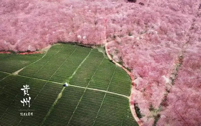 吐槽大会池子吐槽雪姨完整版_脱口秀稿子吐槽_吐槽大会稿子精选