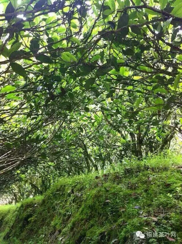 乌龙茶中的水仙茶树品种