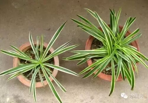 吊兰的品种有哪些,再也不会傻傻分不清楚了!