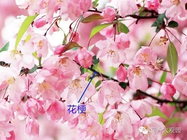 如何区分梅花樱花桃花杏花梨花李花