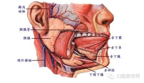 人体口腔腺解剖示意图