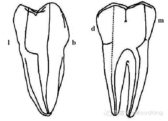 口腔H锉怎么消毒根管治疗器械的选择_https://www.jmylbn.com_新闻资讯_第12张