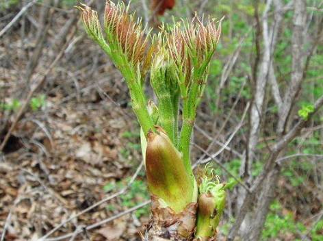 黔地无闲草夜郎多灵药春天欢迎来贵州挖野菜22种都是抗癌大王