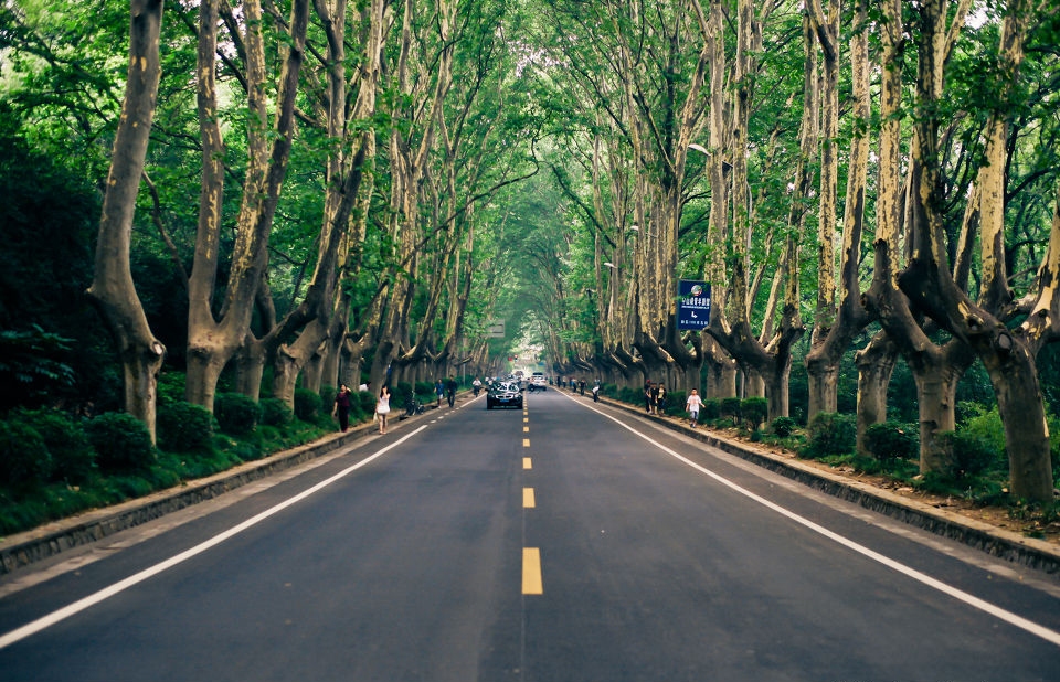 林荫大道看到上面这张图,你是不是就能体会到南京人为什么对梧桐树有