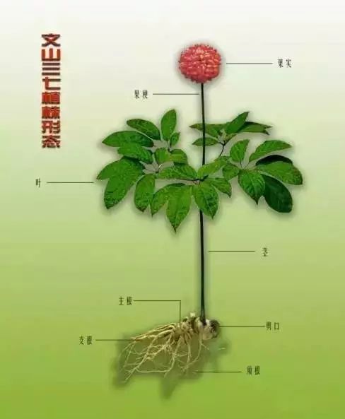 为了方便直观的解释,要结合下三七的植物形态图进行讲解