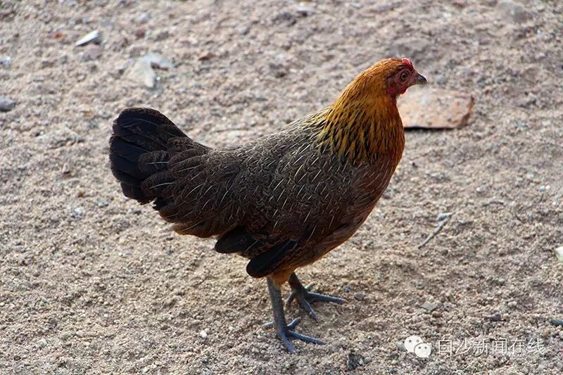 【一路美丽到白沙】白沙美食:山鸡